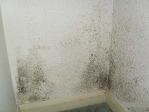 Mould Growing on wall